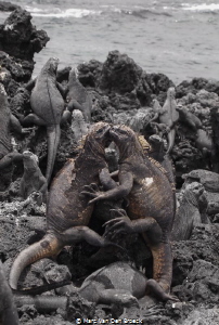 marine iguana love is in the air by Marc Van Den Broeck 